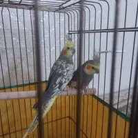 یک جفت عروس هلندی مولد