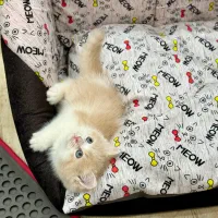 بریتیش گلد نر دو ماه و نیمه|گربه|اندیشه, اندیشه فاز ۴|دیوار