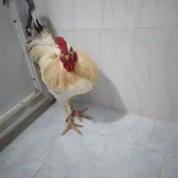 خروس‌محلی‌تازه‌از‌خلخال‌اومده‌هرکی‌خواست‌در‌خدمتم|حیوانات مزرعه|نسیم‌شهر, |دیوار