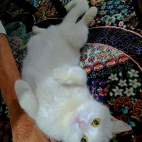 گربه بریتیش ماده