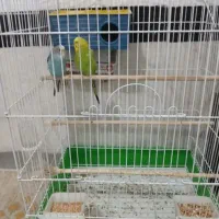 خرد و فروش مرغ عشق