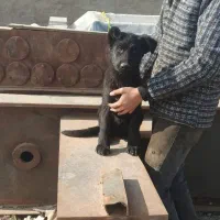 سگ ژرمن|سگ|کهریزک, |دیوار