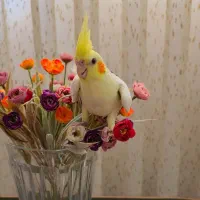 عروس هلندی،دستی،