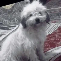 واگذاری سگ اشپیتز