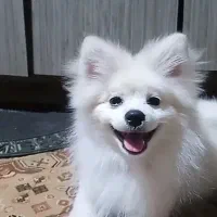 سگ پامر باهوش و آروم