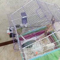 طوطی بریزیلی