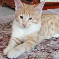 واگذاری گربه های دوقلو( خواهر برادر)