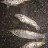 ماهی|ماهی|لنگرود, |دیوار