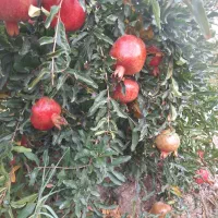 فروش ۶۰۰درخت انار در زیرتنگ سیاب|فروش زمین و ملک کلنگی|کوهنانی, |دیوار