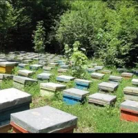 کندوی زنبور عسل