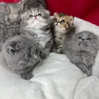بچه گربه اسکاتیش