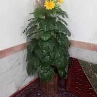 گل مصنوعی|گل مصنوعی|بروجرد, |دیوار