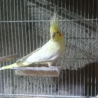 عروس هلندی ماده