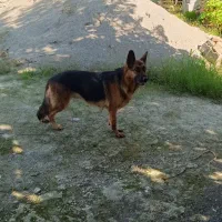 سگ ژرمن ماده نگهبان  تربیتشده|سگ|زرگرشهر, |دیوار