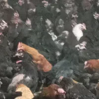 مرغ تخمگذار محلی درجه یک|حیوانات مزرعه|شیراز, بید زرد|دیوار