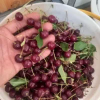 البالو،آلبالو میوه آلبالو دارم شربت مربا بدون کرم