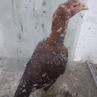 مرغ و خروس لاری|حیوانات مزرعه|جوانرود, |دیوار