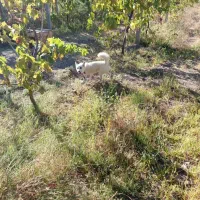 سگ پاکوتاه|سگ|شاهین دژ, |دیوار