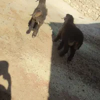 20 راس کهره ماده با چند عدد بره|حیوانات مزرعه|یاسوج, |دیوار