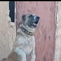 واگذاری سگکانگال آلابای پیتبول افغان نگهبانی|سگ|تهران, میدان میوه و ترهبار مرکزی|دیوار