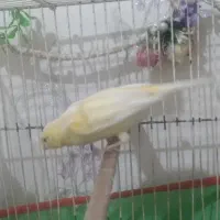 قناری ماده لیمویی معاوضه|پرنده|تهران, جوادیه تهرانپارس|دیوار