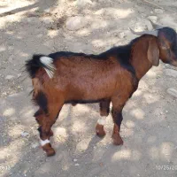 فروش مرغ محلی و شاخدار به علاوه یک چپشت