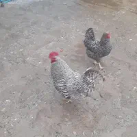 تخم نطفه دار آمروک