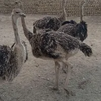 شترمرغ