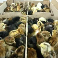 فروش جوجه گوشتی اردک جوجه محلی رنگی کاکلی