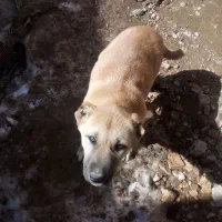 ماده سگ|سگ|فاروج, |دیوار