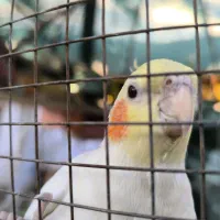 فروش تعدادی عروس هلندی با وسایل