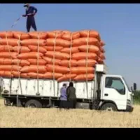 کاه گندم