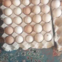 تخم نطفه دار بوقلمون برنز ومرغ کلین مرندی