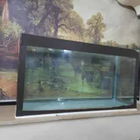 آکواریوم|ماهی|شیراز, فرهنگیان|دیوار