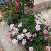 خانه سانیج سند شش دانگ