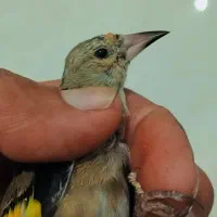 سهره کرمونی و دورگ کرمانی|پرنده|ششده و قره بلاغ, |دیوار