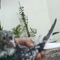 کوهی دم سفید|پرنده|اهواز, کوی رمضان|دیوار