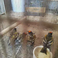 گلبسر و سهره ماده و سهره نر و یاسمین قناری ماده