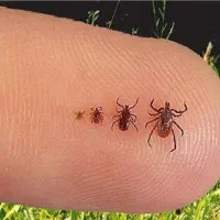 شرکت پسما با مجوز رسمی نابودی حشرات ساختمانی|خدمات نظافت|قائمشهر, |دیوار