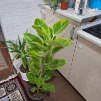 گلدان فیکوس ابلق پرتقالی|گل و گیاه طبیعی|شاهینشهر, شهرک امام رضا|دیوار