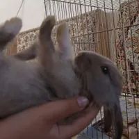 بچه خرگوش بسیار بانمک و ناز و دستی