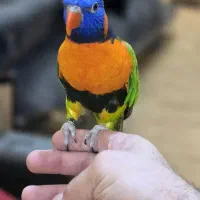 فروش طوطی لوری دستی سخنگو