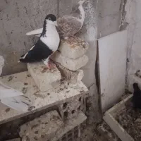 دوعددساده