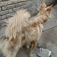 واگذاری سگ گرگی