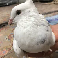 فروش ۲ عددهفترنگ دمسفید نر