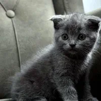 گربه اسکاتیش فولد بلو