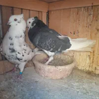 کبوتر دونسته|پرنده|صباشهر, |دیوار