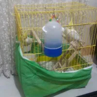 فروش 1جفت عروس هلندی نروماده|پرنده|ساری, |دیوار