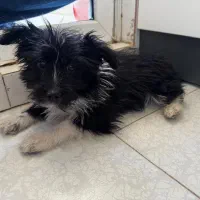 گمشده|حیوانات|اراک, |دیوار