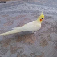 عروس هلندی